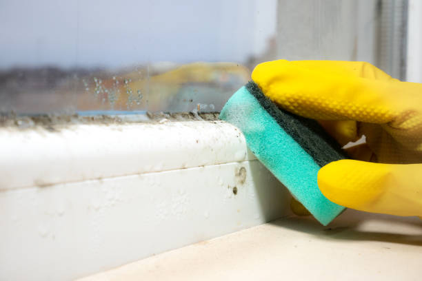 Best Residential Mold Remediation in Pembroke, NC